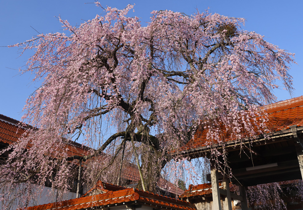 極楽寺の枝垂桜