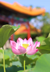 燕趙園蓮池