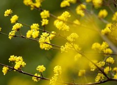 サンシュユの花
