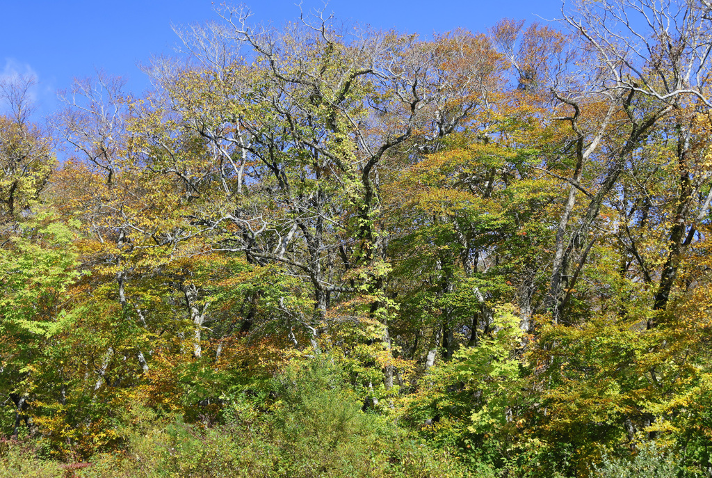 大山紅葉
