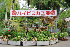 ハイビスカス展