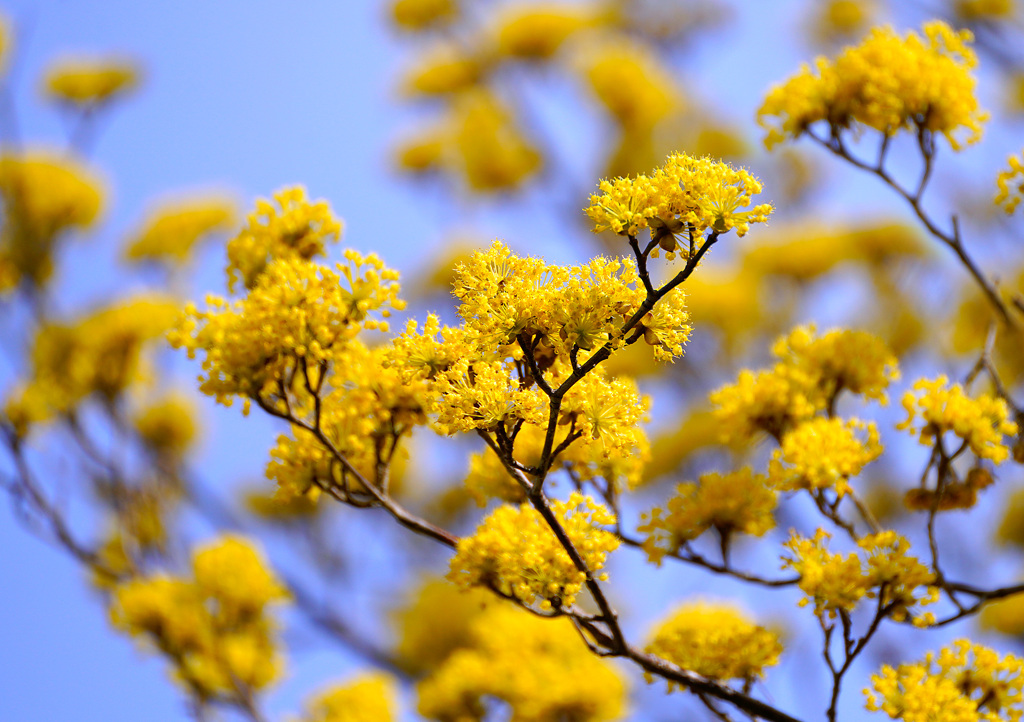 サンシュユの花