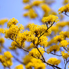 サンシュユの花