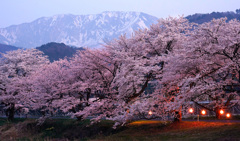 大山と豊房の桜