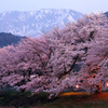 大山と豊房の桜