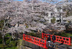 鹿野城跡公園の桜