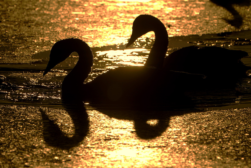 Golden Time