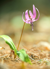 カタクリの花