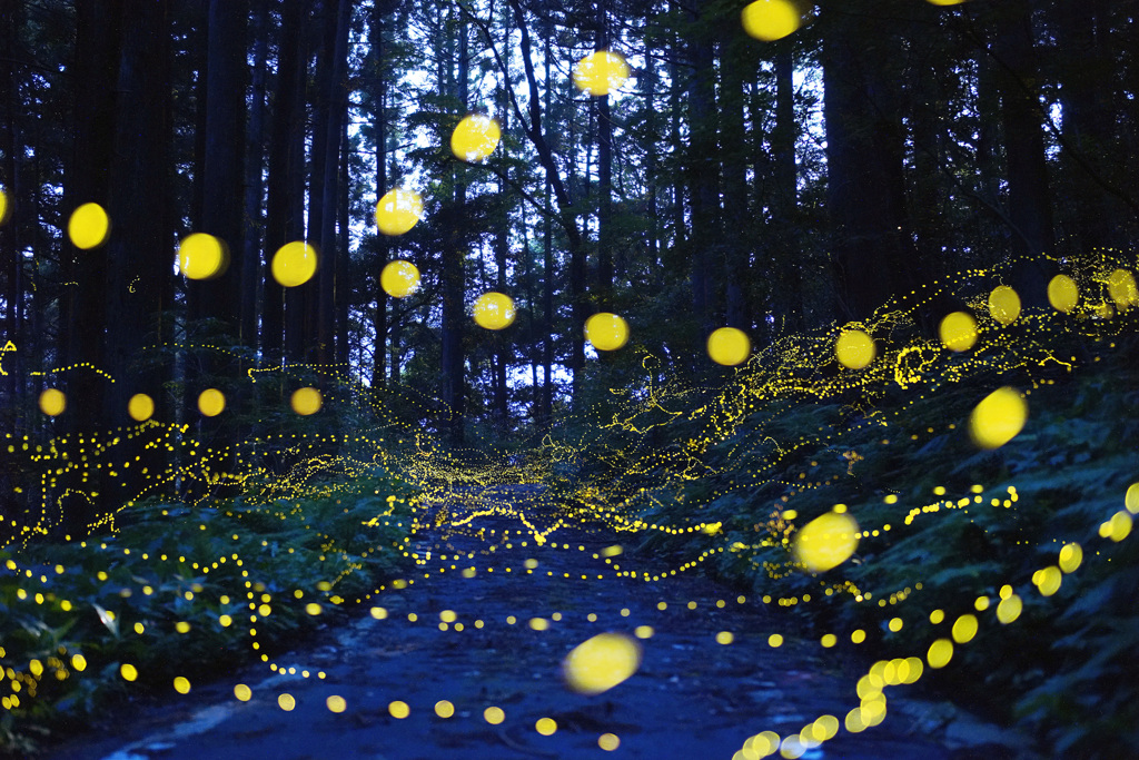 ヒメボタルの森