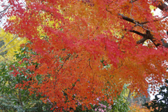 智頭街道紅葉