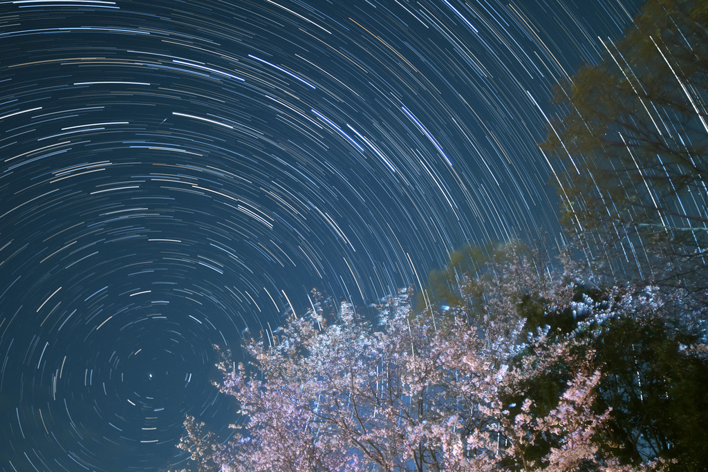 桜と昇る北斗七星