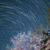 桜と昇る北斗七星