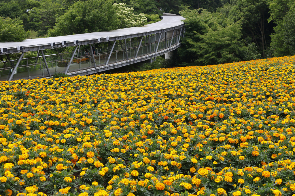 とっとり花回廊