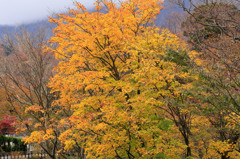 晩秋の大山寺