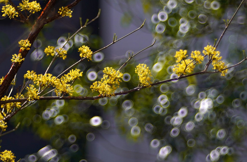 サンシュユの花