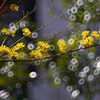 サンシュユの花