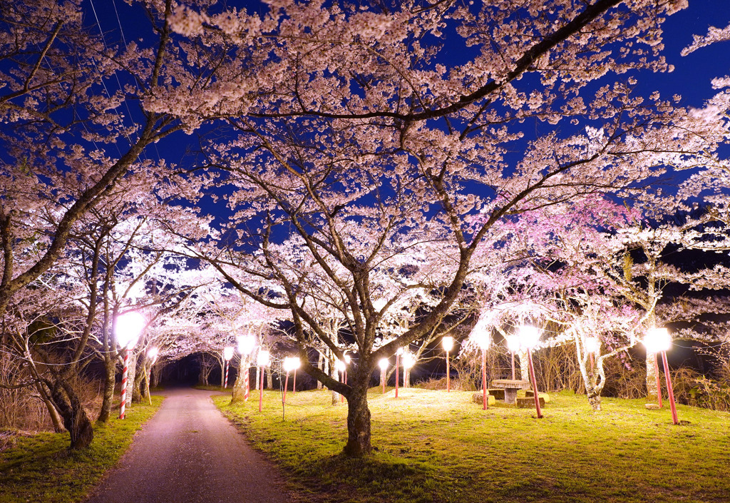 茅部神社の夜桜