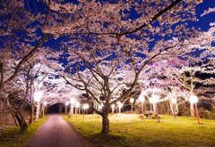 茅部神社の夜桜