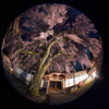 極楽寺のしだれ桜
