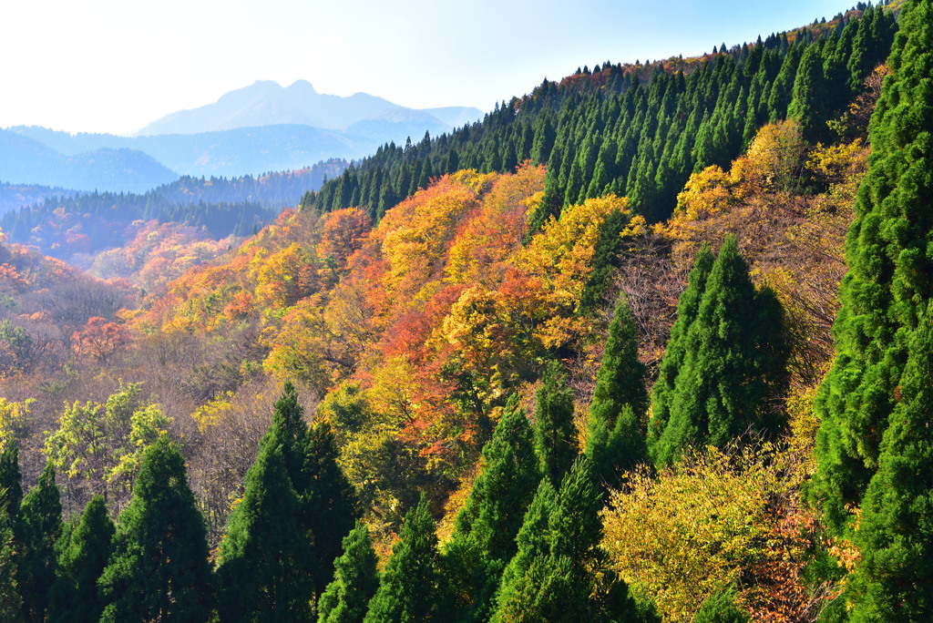 晩秋の野添より