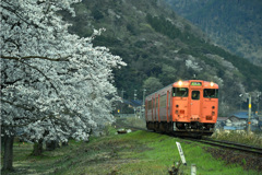 大岩駅の桜とタラコ列車