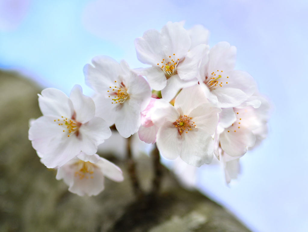 桜花