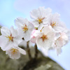 桜花