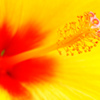 ハイビスカスの花蘂
