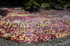 池泉天竺牡丹