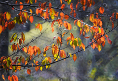 紅葉の始まり