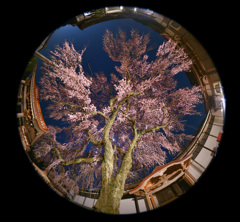 極楽寺の枝垂れ桜