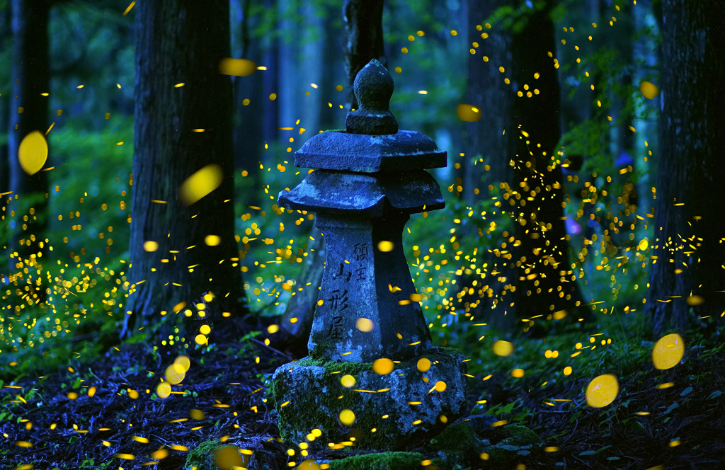 神社のヒメボタル