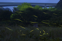 せせらぎ公園の夜