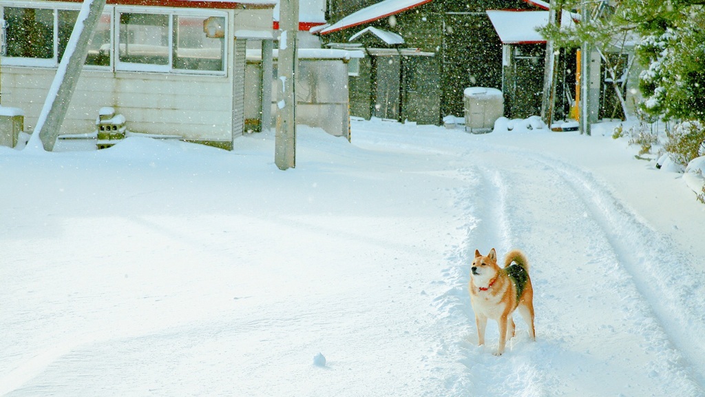 雪をみながら想うこと