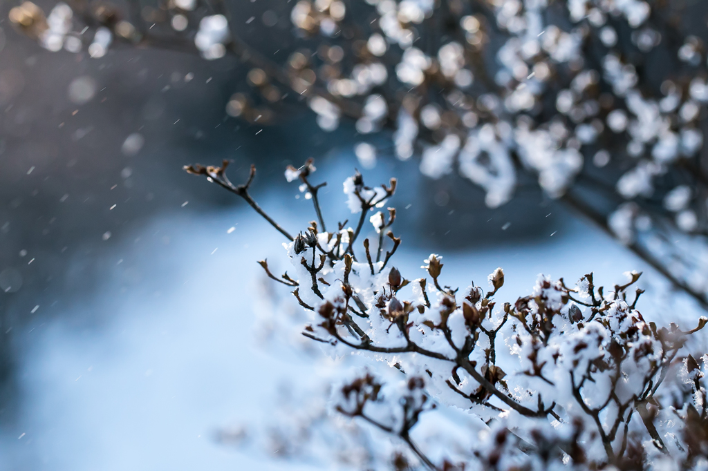 風雪華