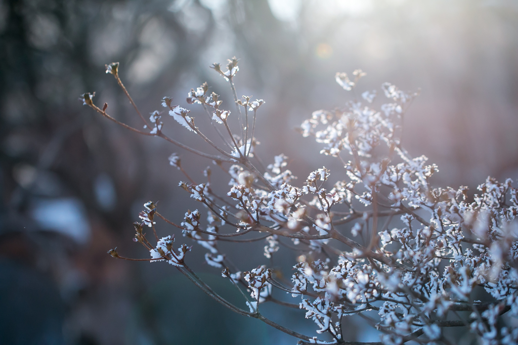 雪の華