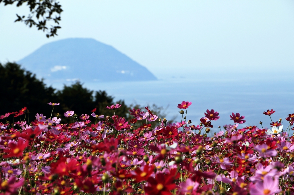 能古島コスモス