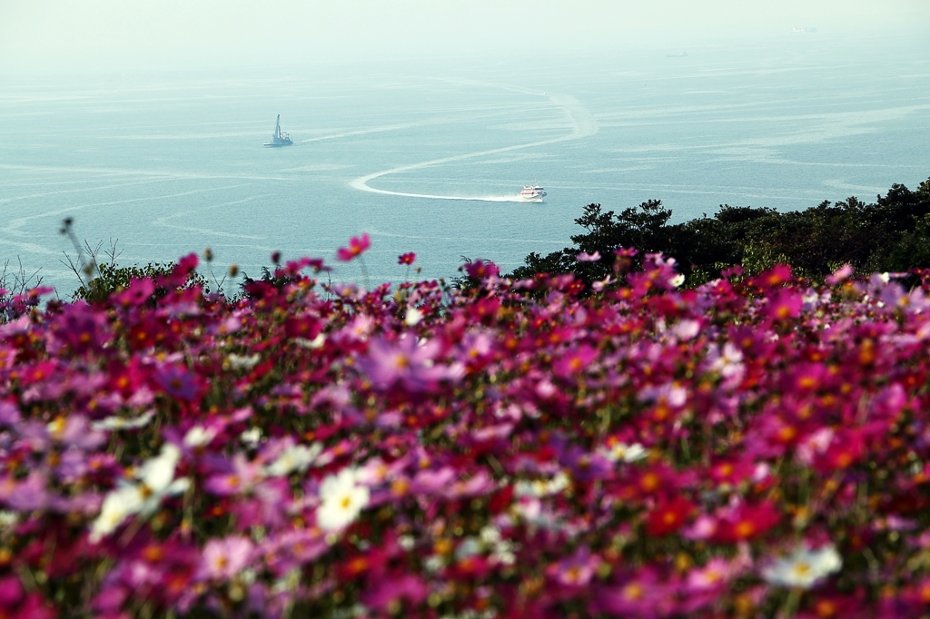 能古島コスモス