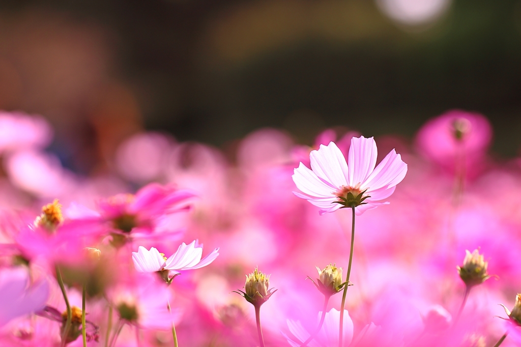 秋桜に恋をして...