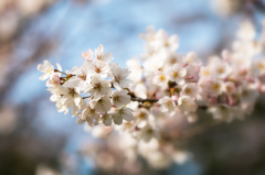 桜　- dreamy -
