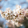桜　- dreamy -