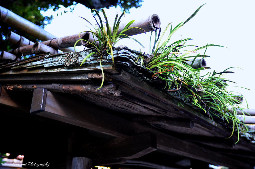 Grassed Roof