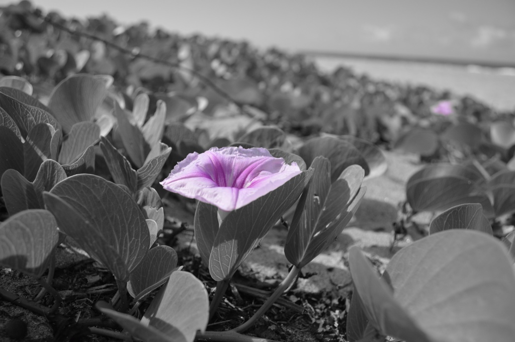 砂浜に咲く花