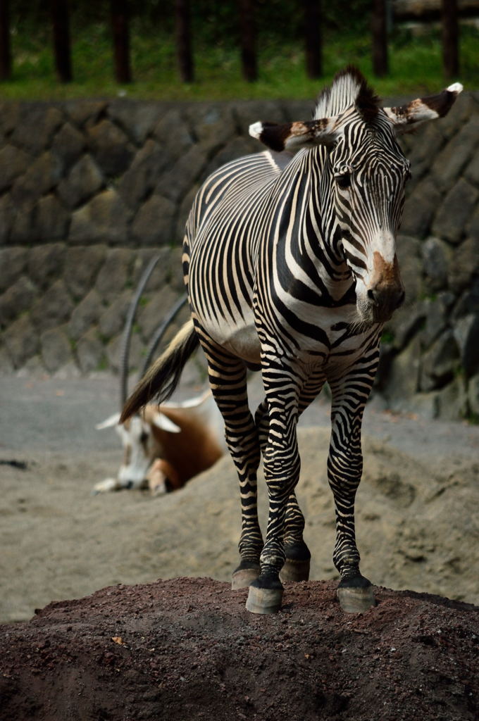 シマウマ