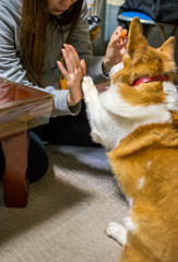 ハイタッチ犬