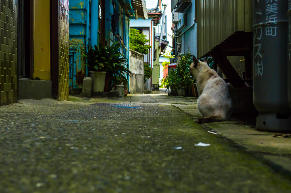 ネコと路地裏