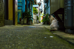 ネコと路地裏