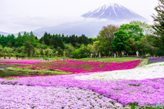 芝桜