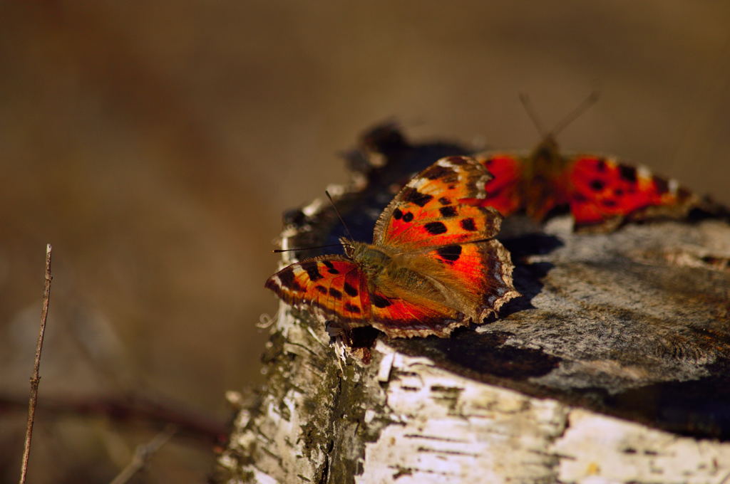Moth