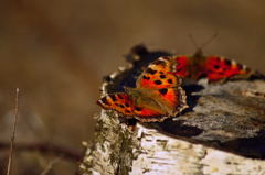 Moth